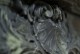 The Fontaine marble mantel center shell design