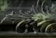 The Fontaine fireplace mantel acanthus leaf spray